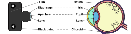 Eye To Camera Diagram