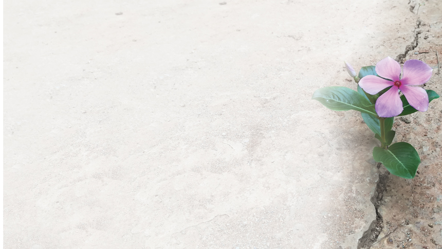 a flower poking out of the sidewalk