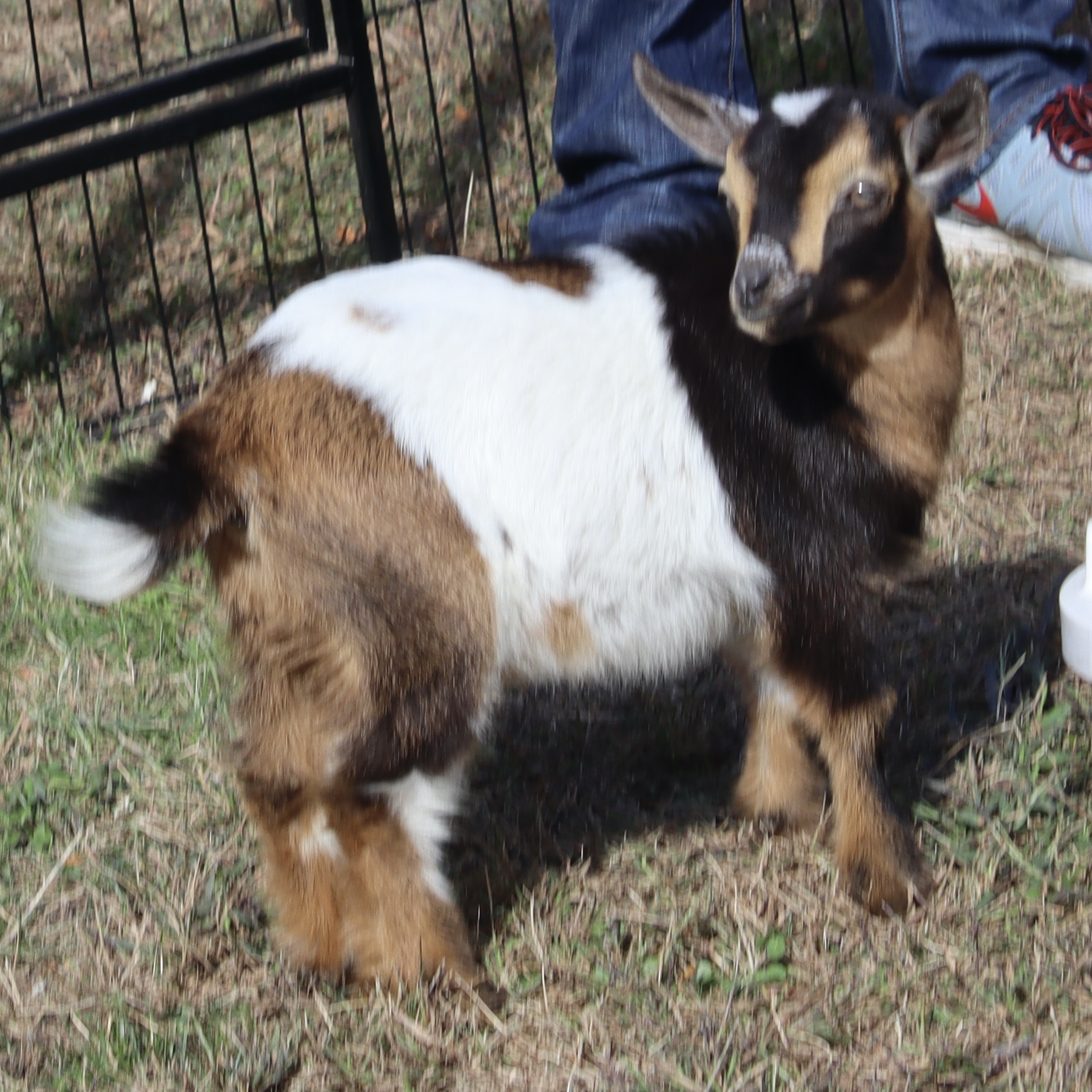 Baby goat at STCC